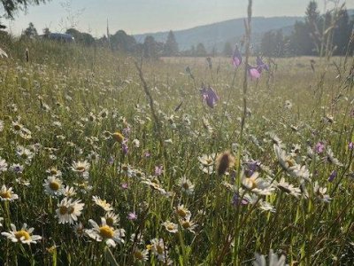 ŠVP Šumava - Srní, den 4.